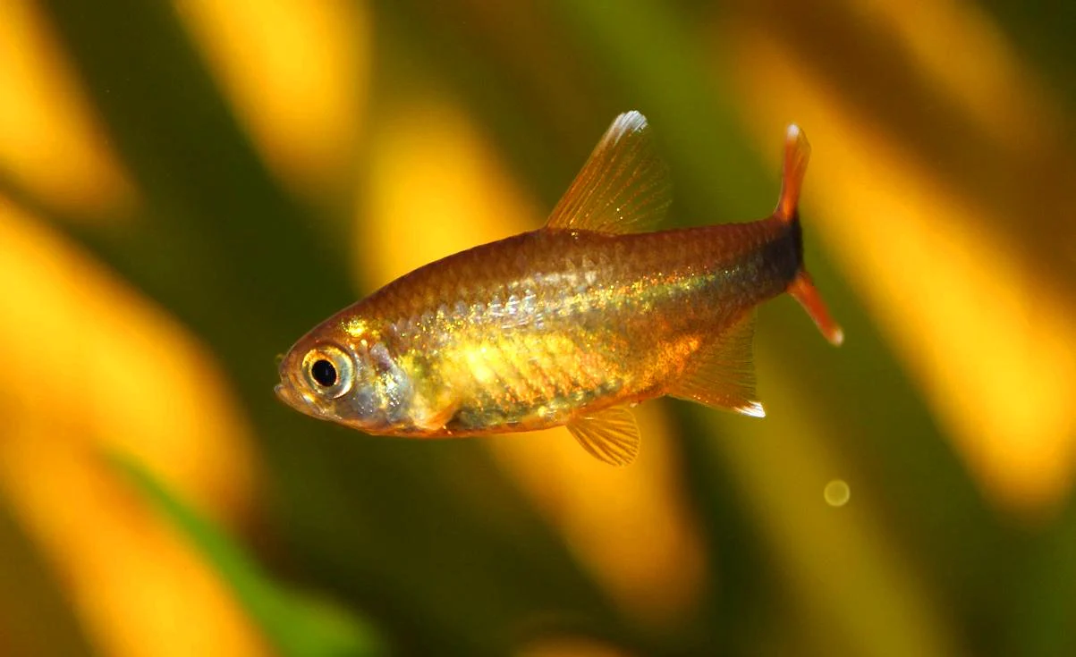 Silvertip Tetra (XL) - Image 3