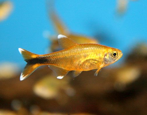 Silvertip Tetra (XL) - Image 4