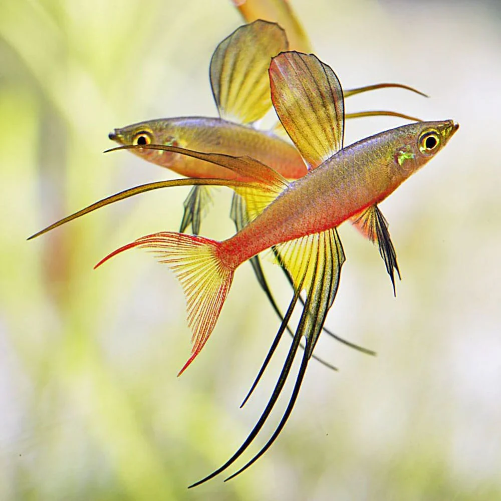 Threadfin Rainbowfish Medium Large