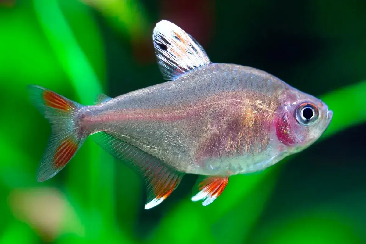 White Fin Ornate Tetra (Hyphessobrycon bentosi) (M) - Image 3