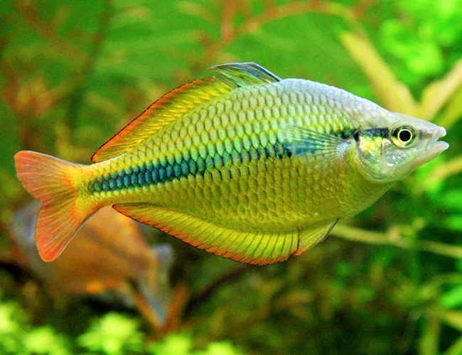 Yellow Rainbow Fish 1.5 Inch