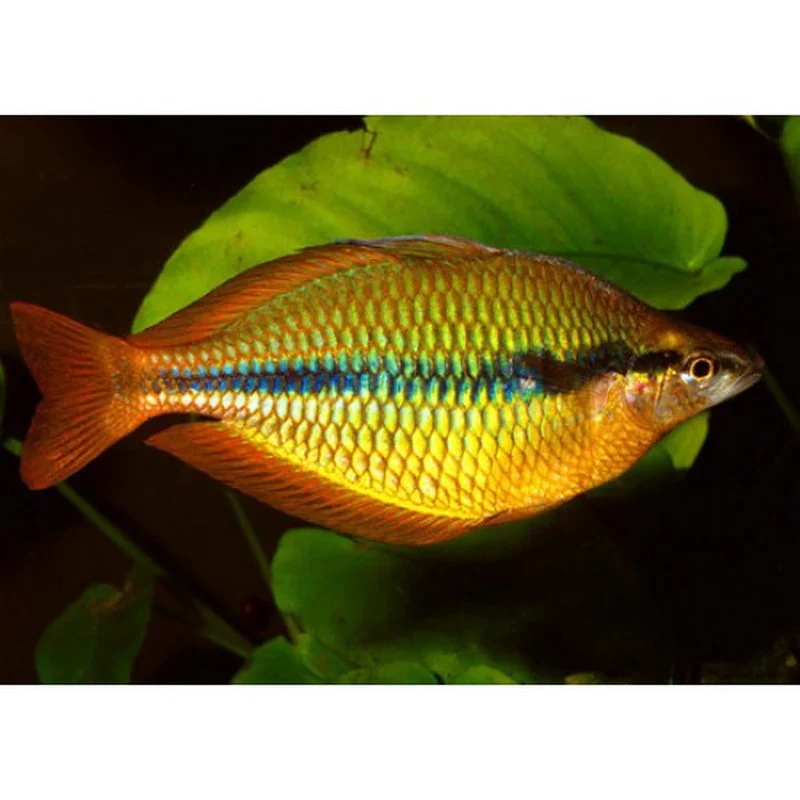 Yellow Rainbow Fish 1.5 Inch - Image 2