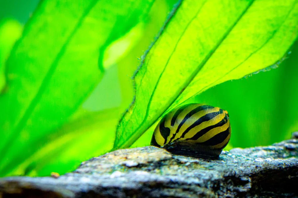 Zebra Nerite Snail (Neritina natalensis) - Image 2