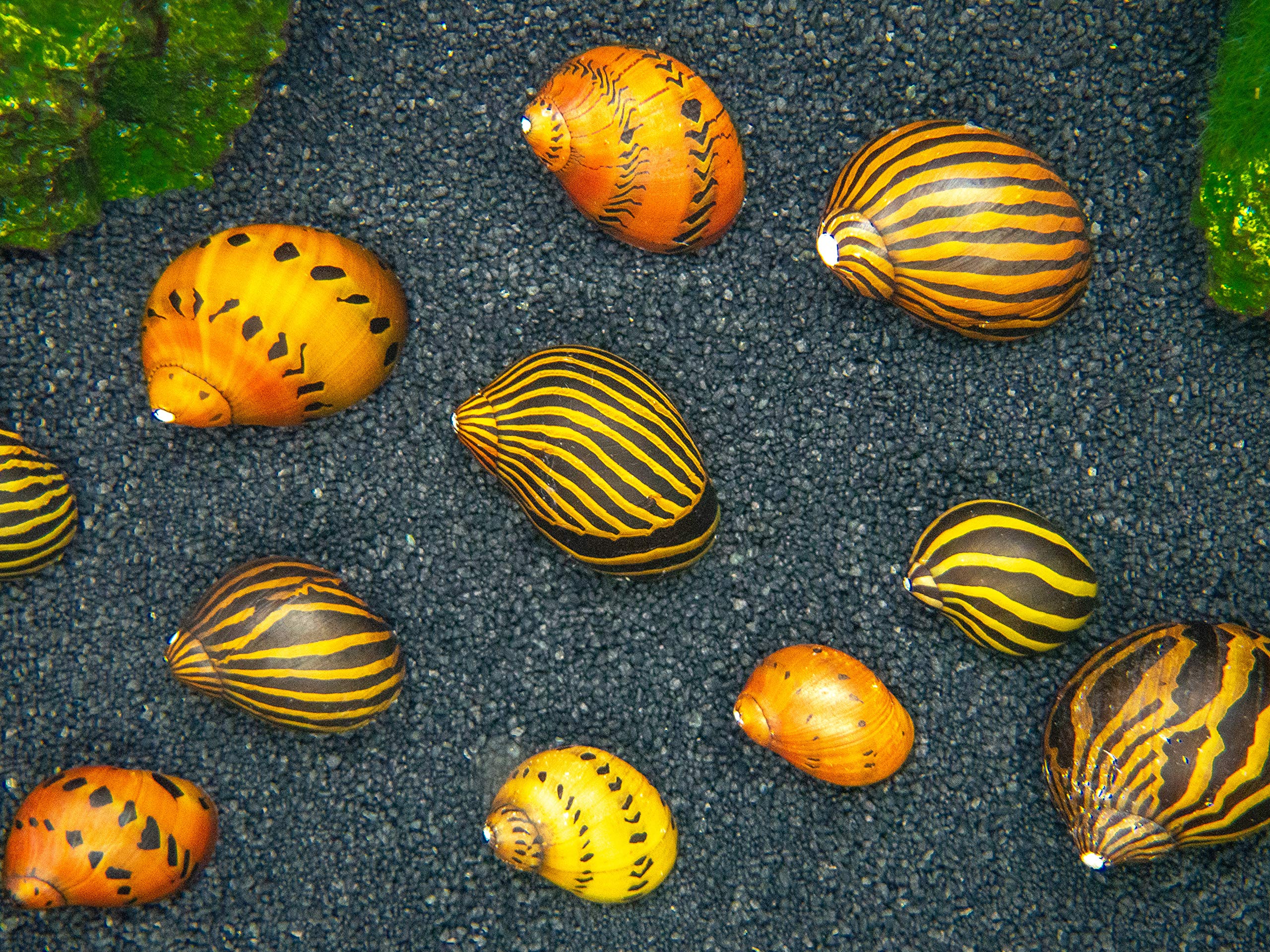 Zebra Nerite Snail (Neritina natalensis) - Image 3