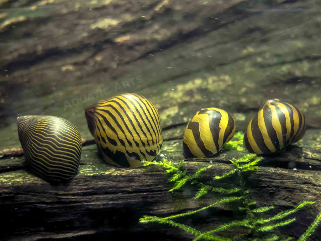 Zebra Nerite Snail (Neritina natalensis) - Image 4