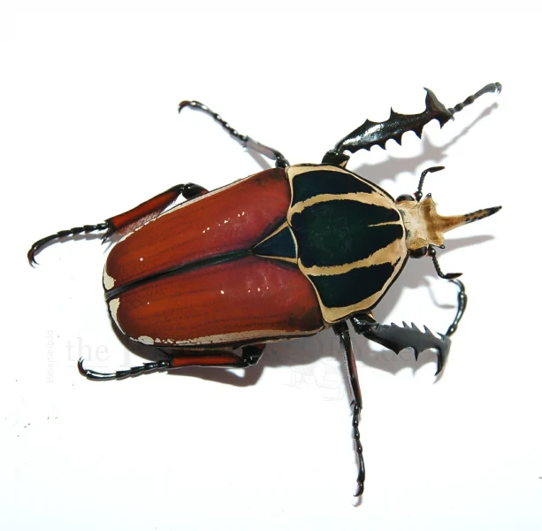Flower Beetle Larvae (Mecynorrhina torquata ugandensis) Larva