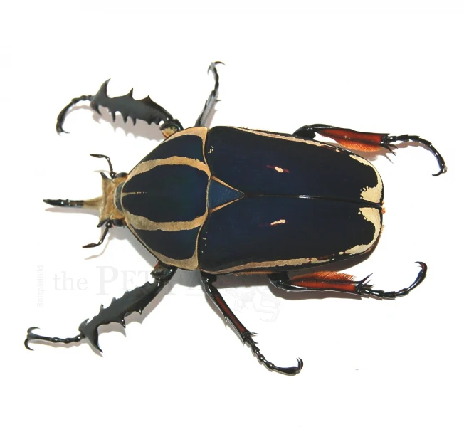 Flower Beetle Larvae (Mecynorrhina torquata ugandensis) Larva - Image 2