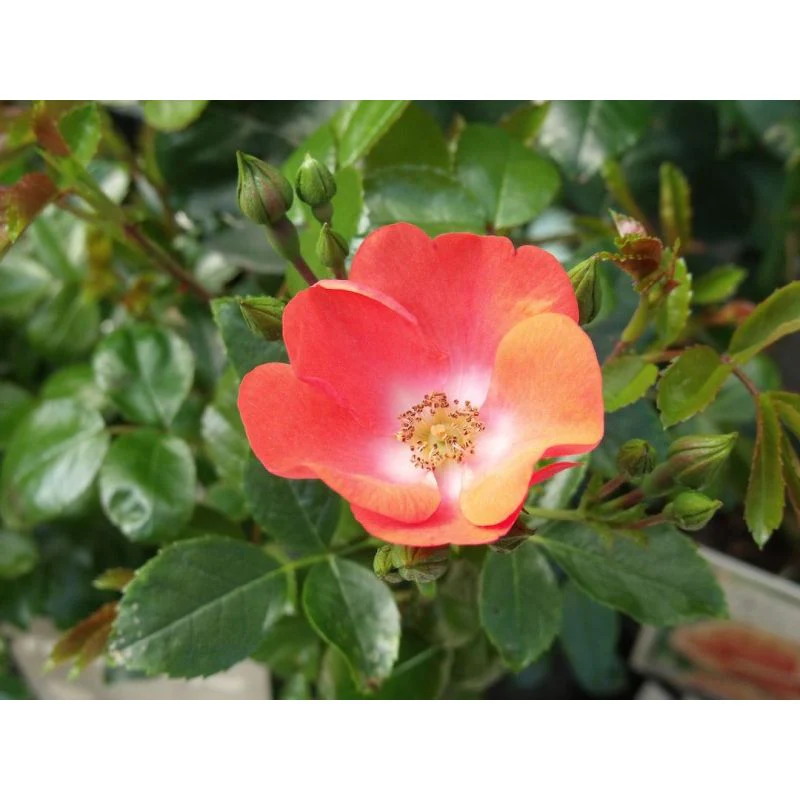 Flower Carpet Rose Sunset - Repeat Flowering 3.5 Litre - Image 2