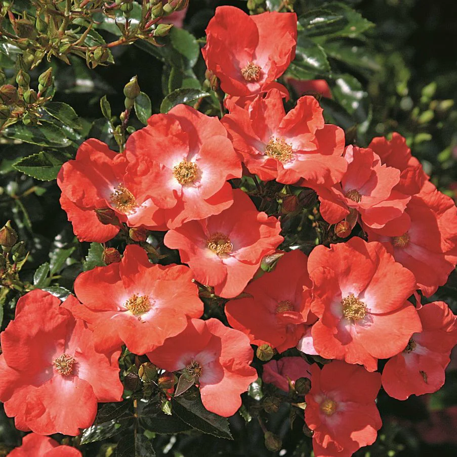 Flower Carpet Rose Sunset - Repeat Flowering 3.5 Litre - Image 3