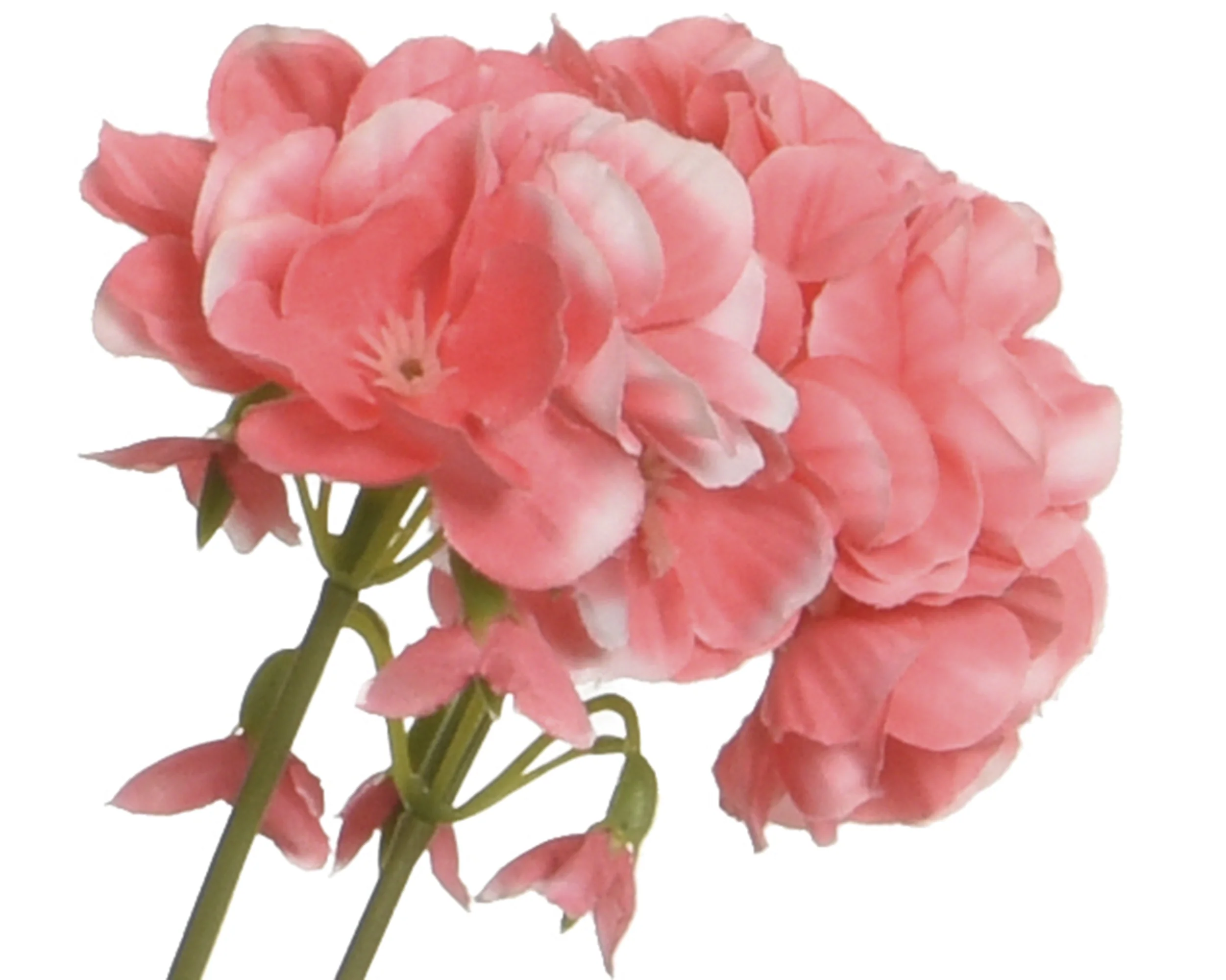 Flower in pot - sold separately - Image 3