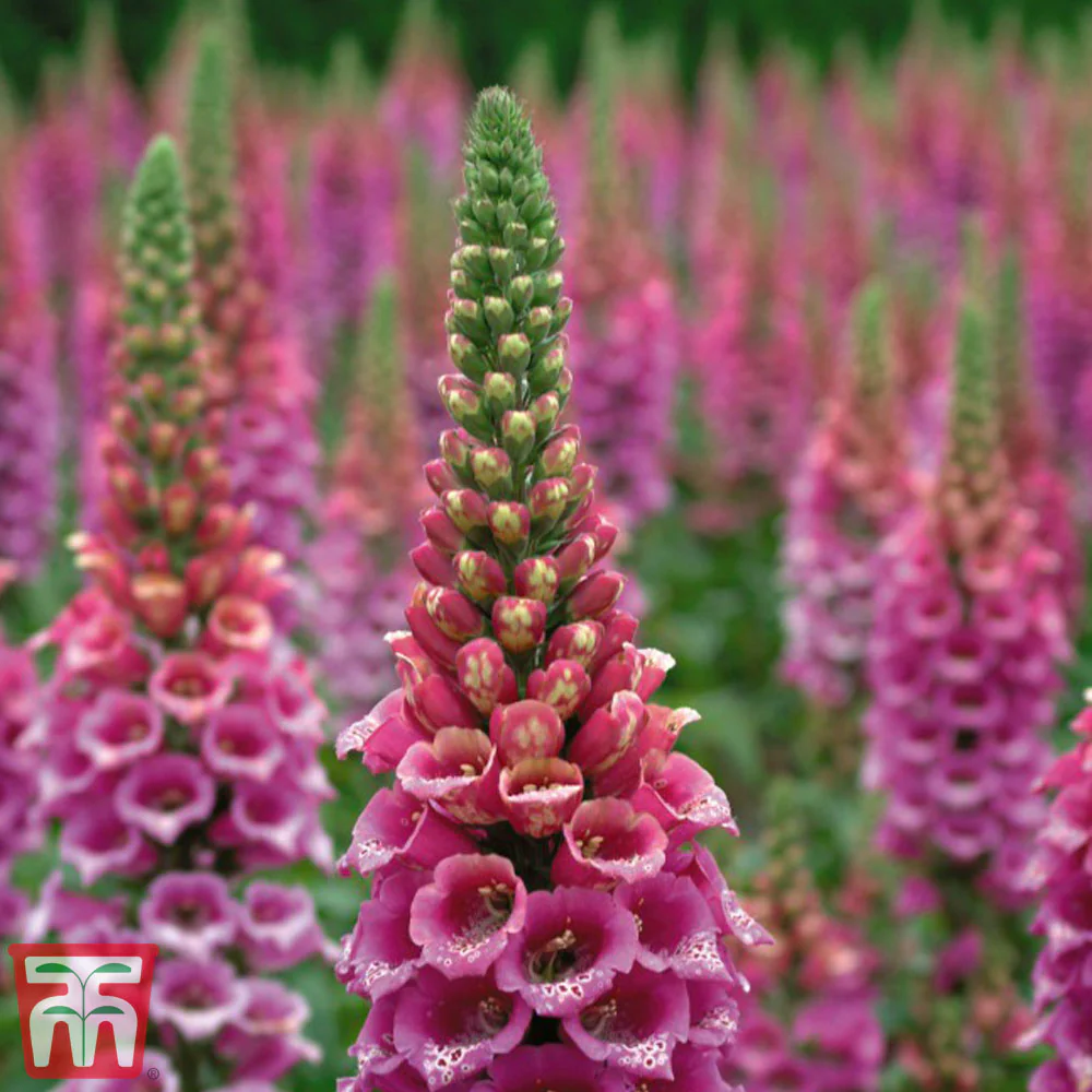 Foxglove 'Candy Mountain' - Image 2