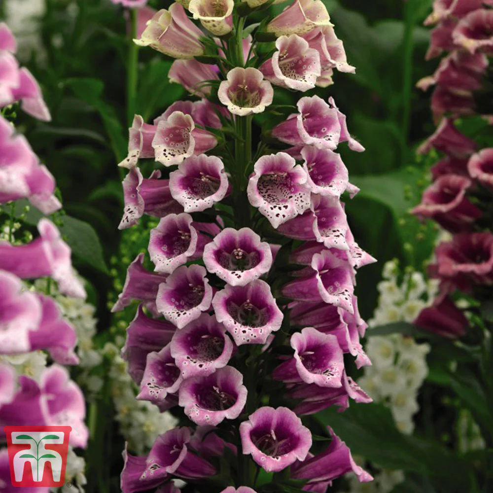 Foxglove 'Candy Mountain' - Image 3
