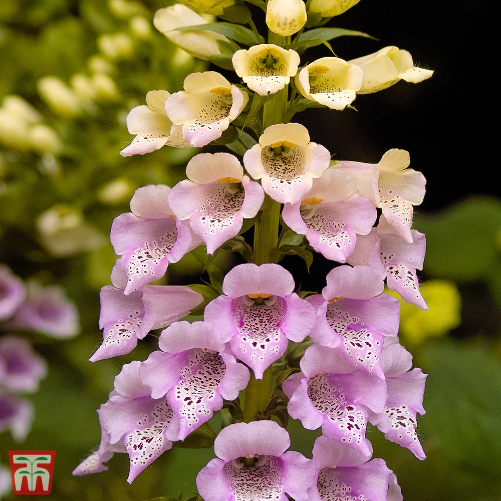 Foxglove 'Foxy'