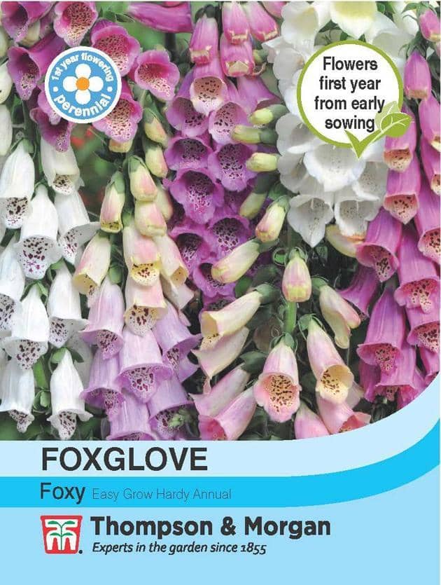 Foxglove 'Foxy' - Image 2