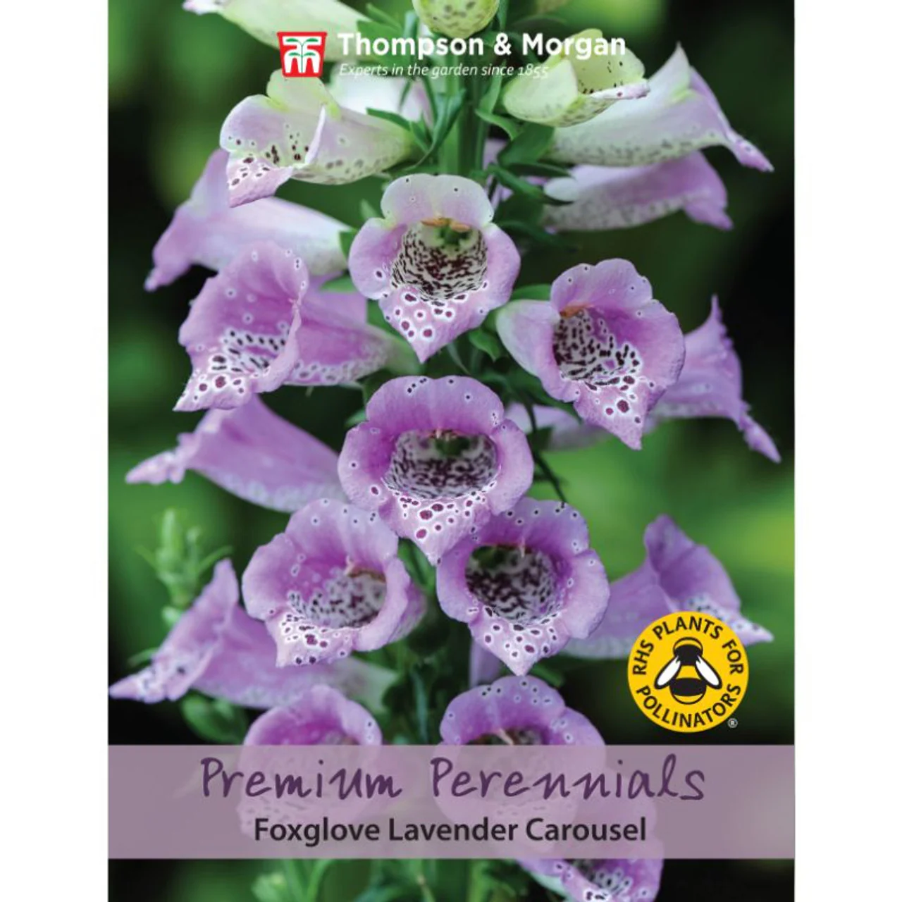 Foxglove Lavender Carousel