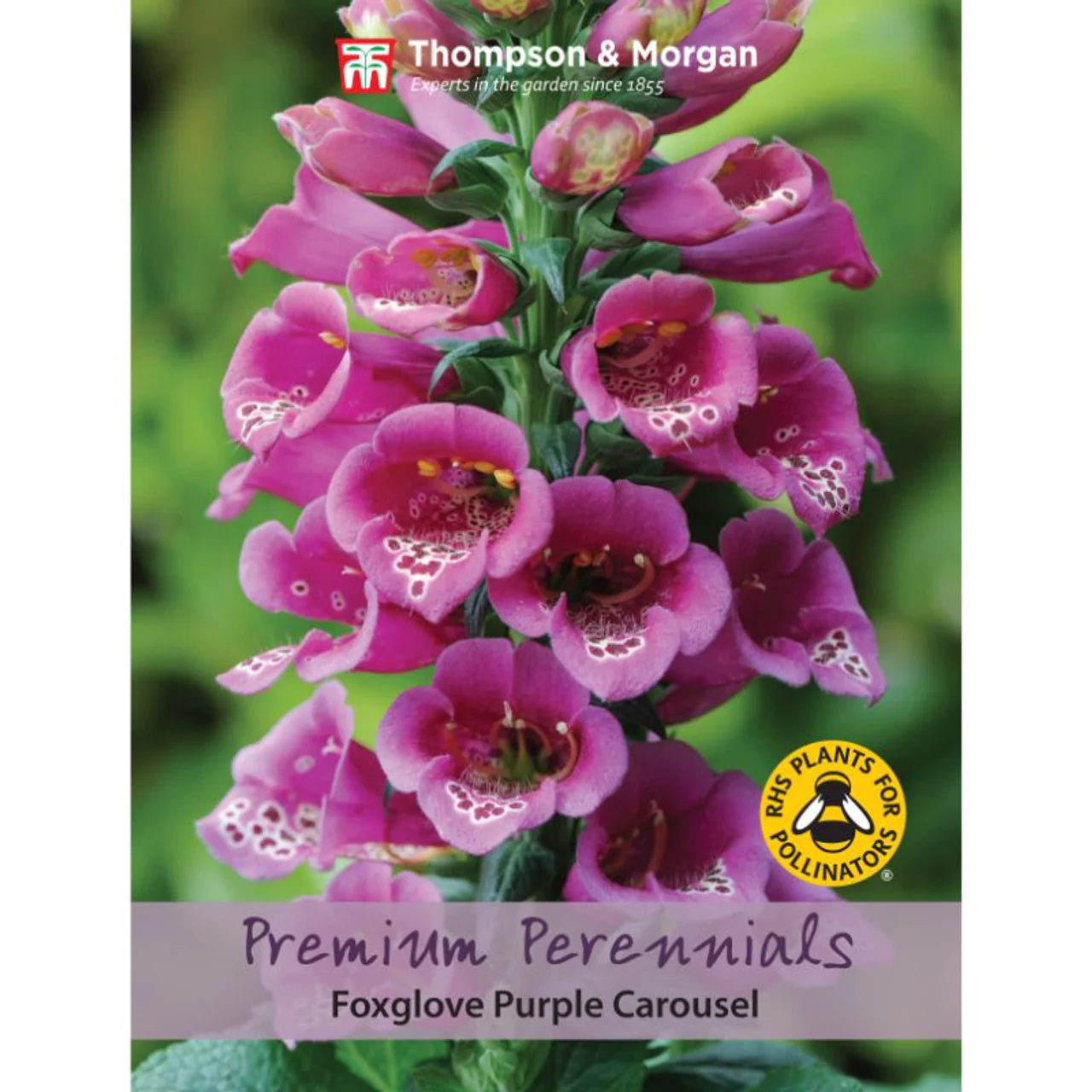 Foxglove Purple Carousel
