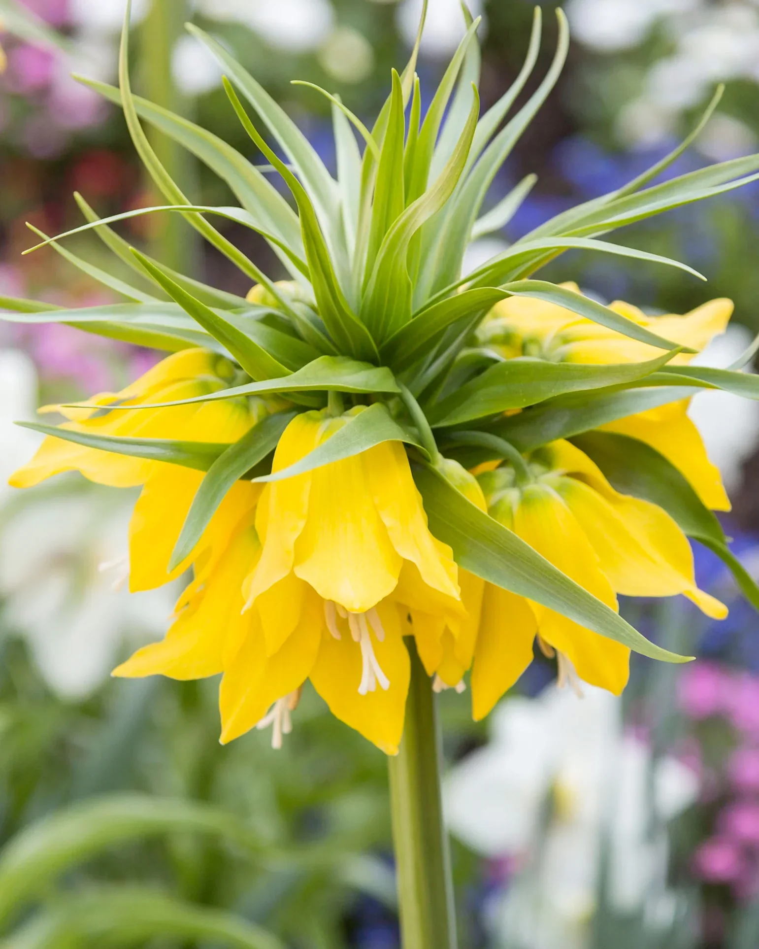 Fritillaria imperialis Lutea