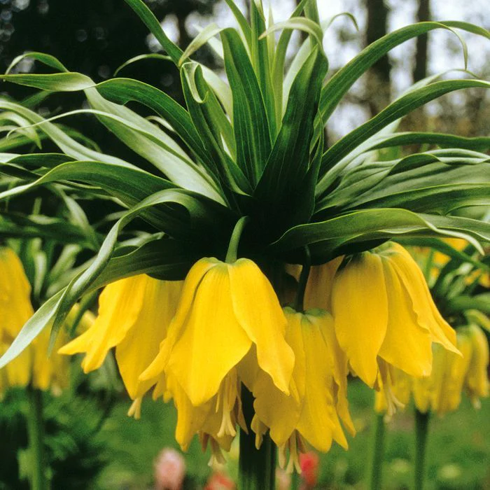 Fritillaria imperialis Lutea - Image 2