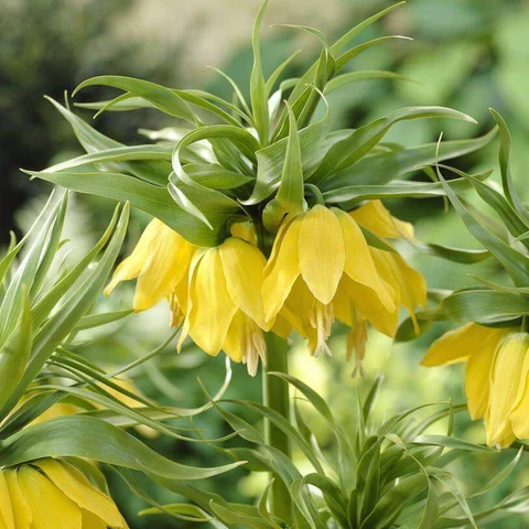 Fritillaria imperialis Lutea - Image 3