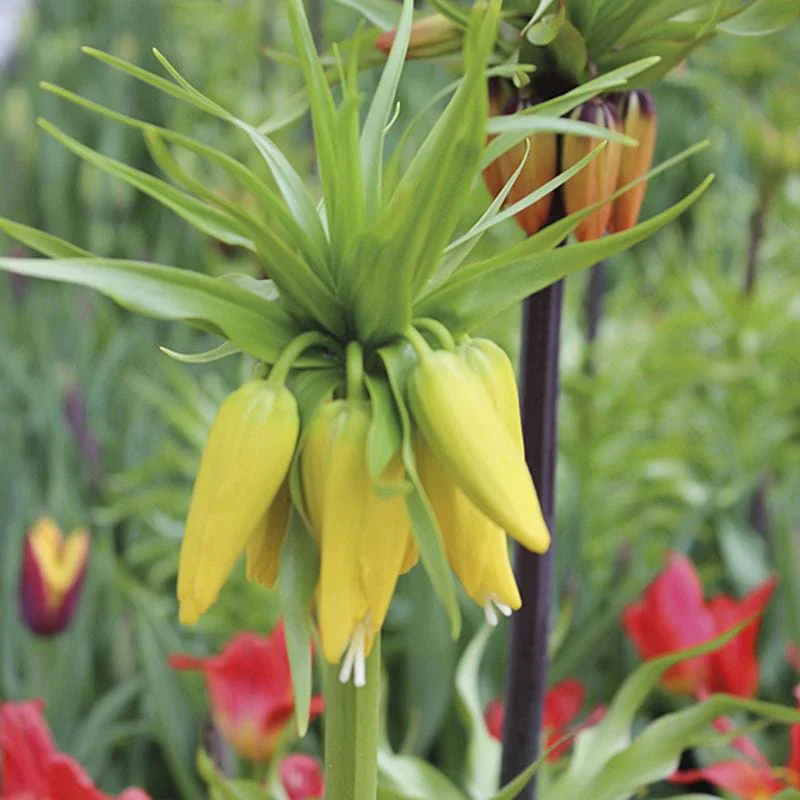 Fritillaria imperialis Lutea - Image 4