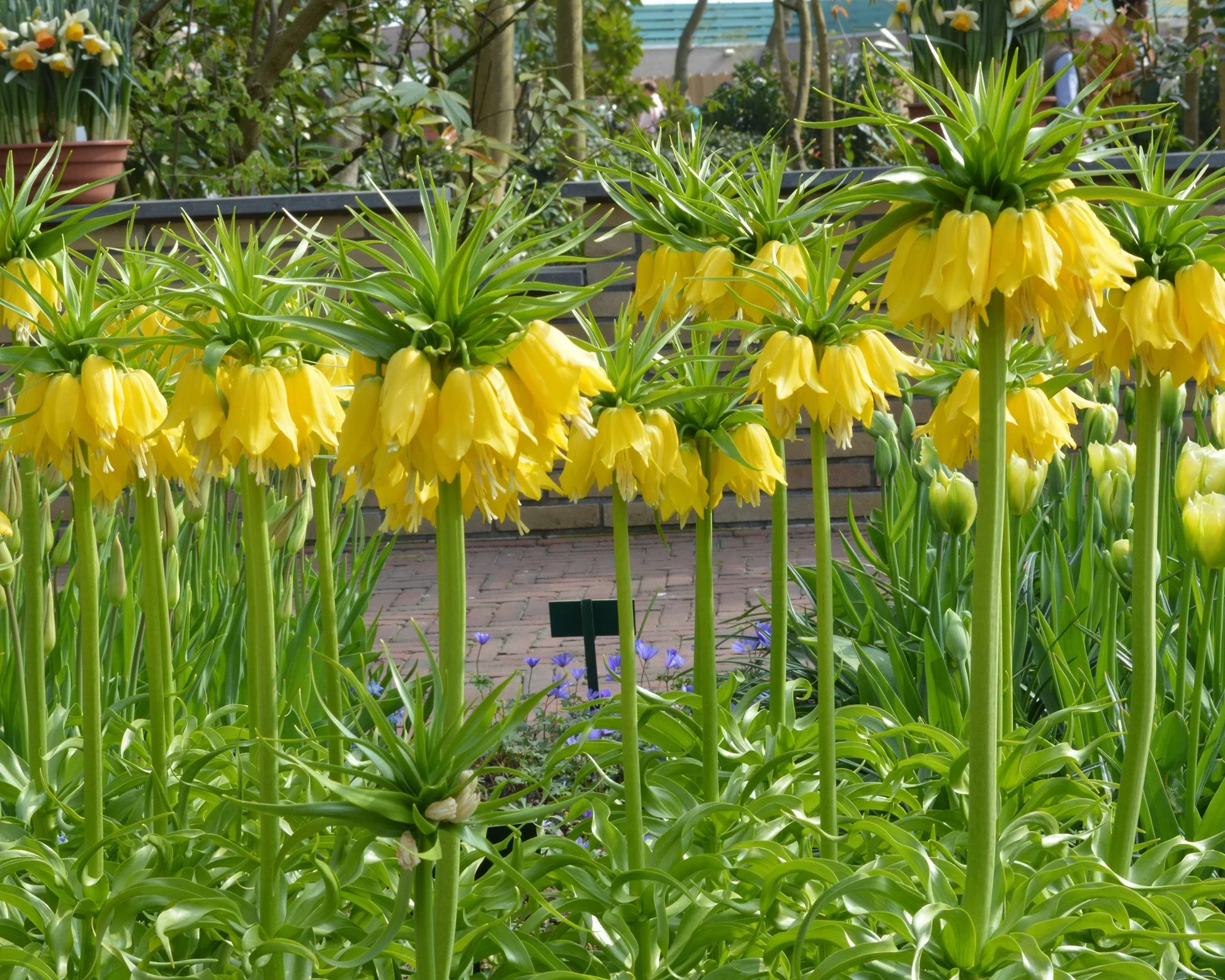 Fritillaria imperialis Lutea - Image 6