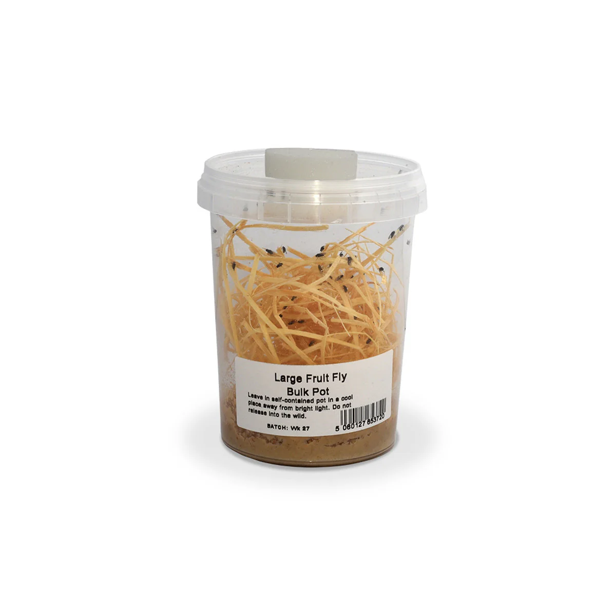 Fruit Fly | Bulk Pack (Large)