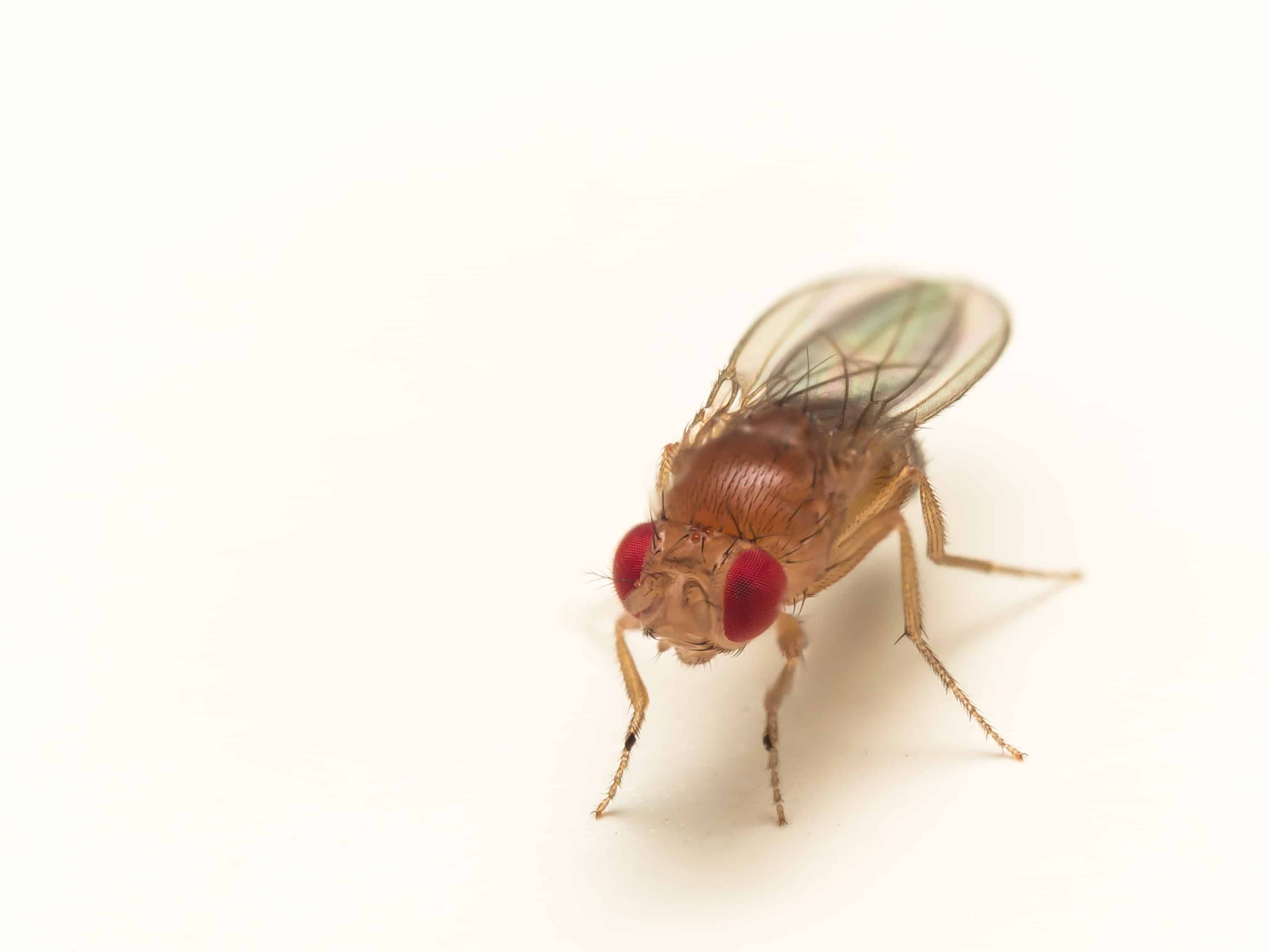 Fruit Fly | Bulk Pack (Large) - Image 2