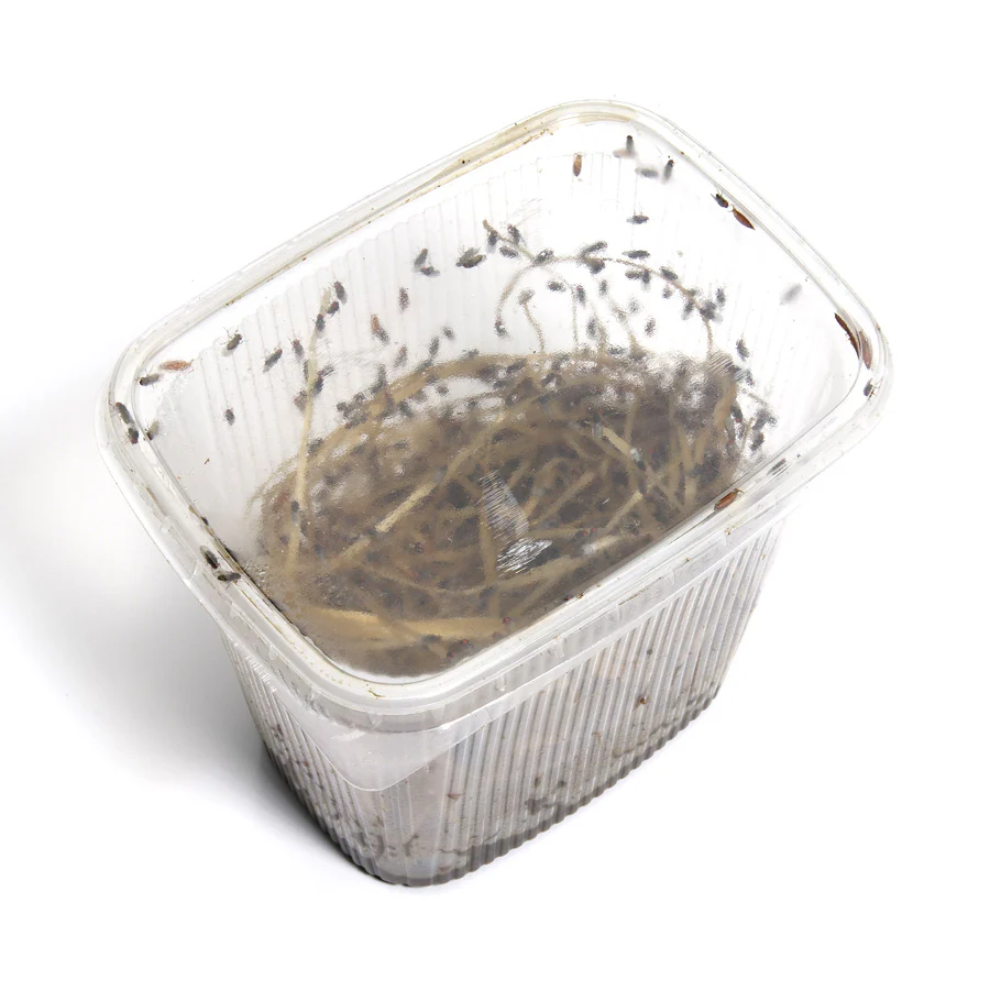 Fruit Fly | Bulk Pack (Large) - Image 3