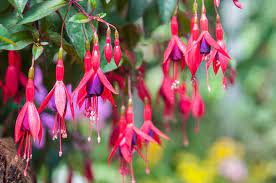 Fuchsia Mrs Popple