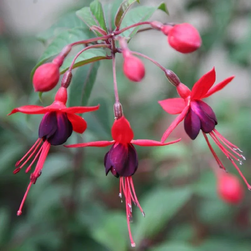 Fuchsia Mrs Popple - Image 2
