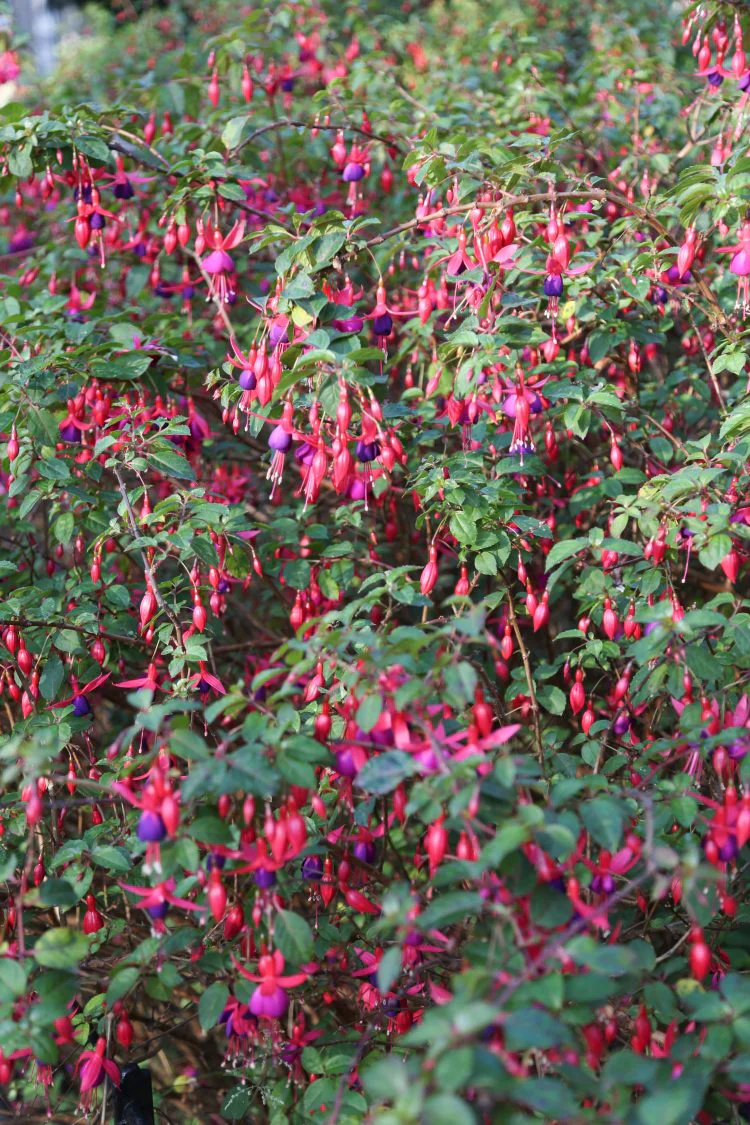 Fuchsia Mrs Popple - Image 6