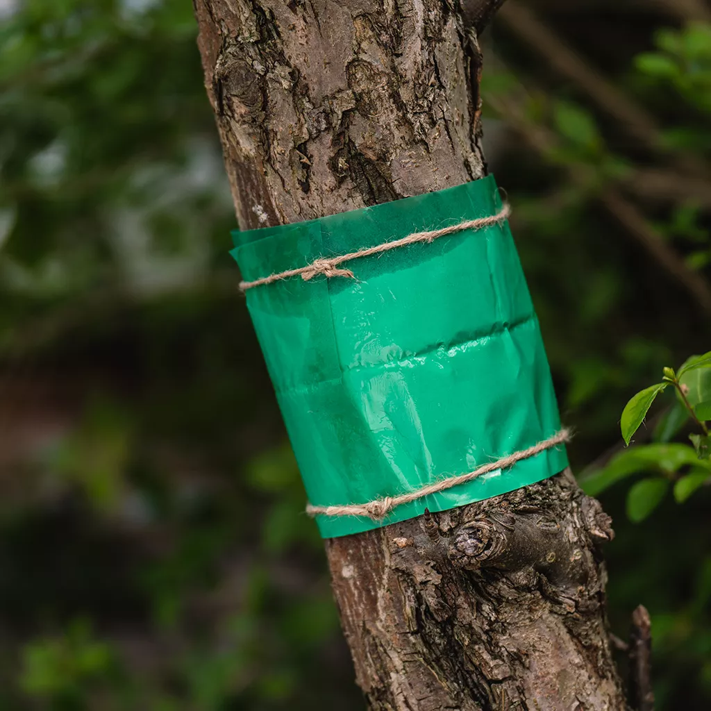 Growing Success Glue Band Traps 1.75m - Image 4