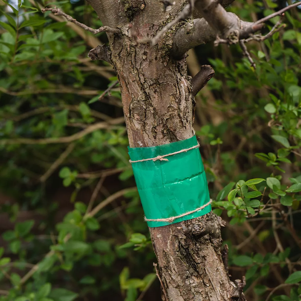 Growing Success Glue Band Traps 1.75m - Image 8