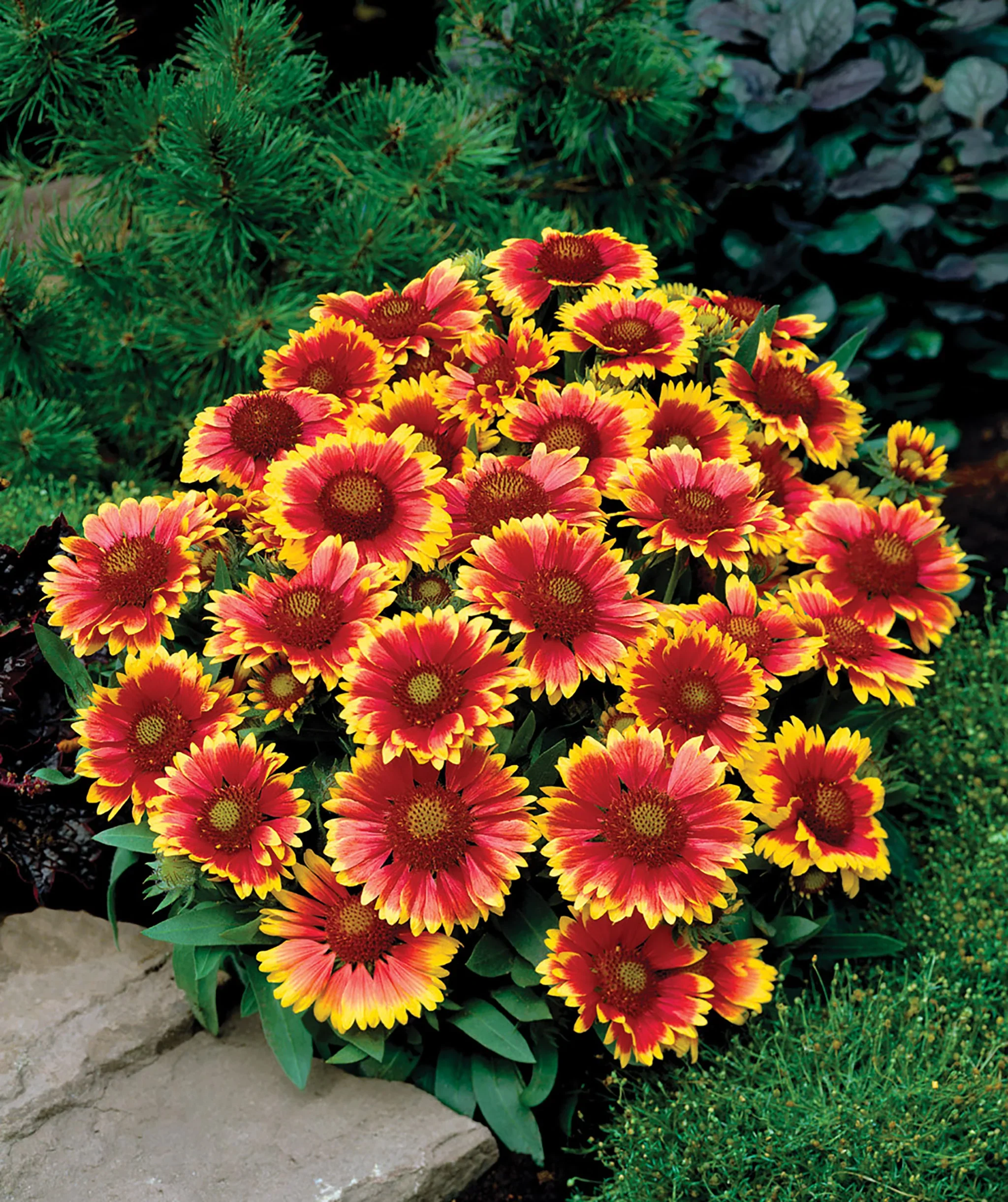 Gaillardia 'Arizona Sun' 2L - Image 2