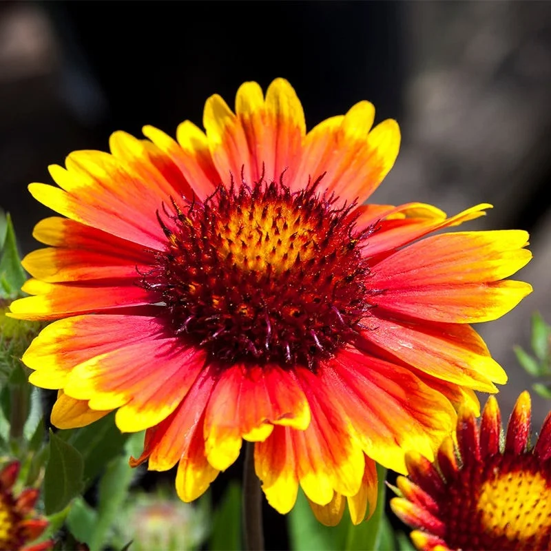 Gaillardia 'Arizona Sun' 2L - Image 3