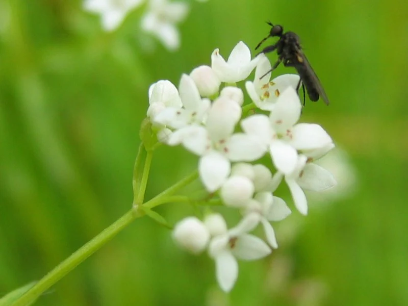 Galium palustre | Marsh Bedstraw P9 - Image 2
