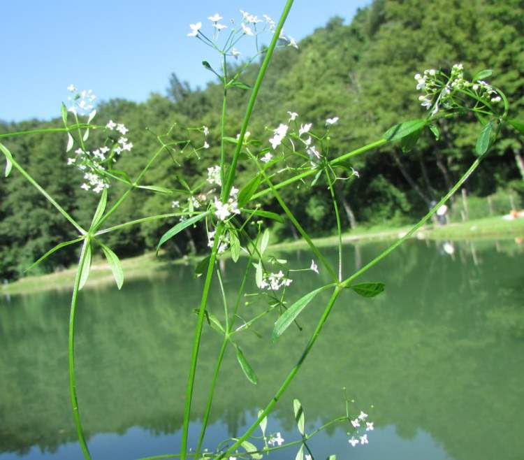Galium palustre | Marsh Bedstraw P9 - Image 3