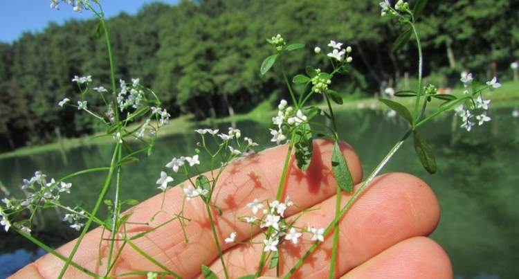 Galium palustre | Marsh Bedstraw P9 - Image 4