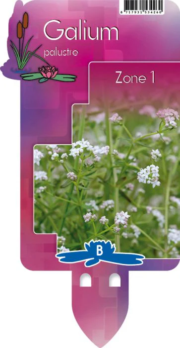 Galium palustre | Marsh Bedstraw P9 - Image 5