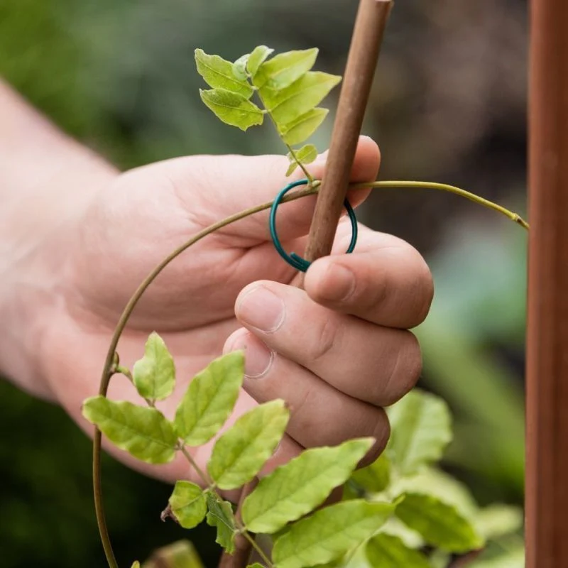 Gardman Plant Rings PVC Coated Wire Pack of 50 - Image 3
