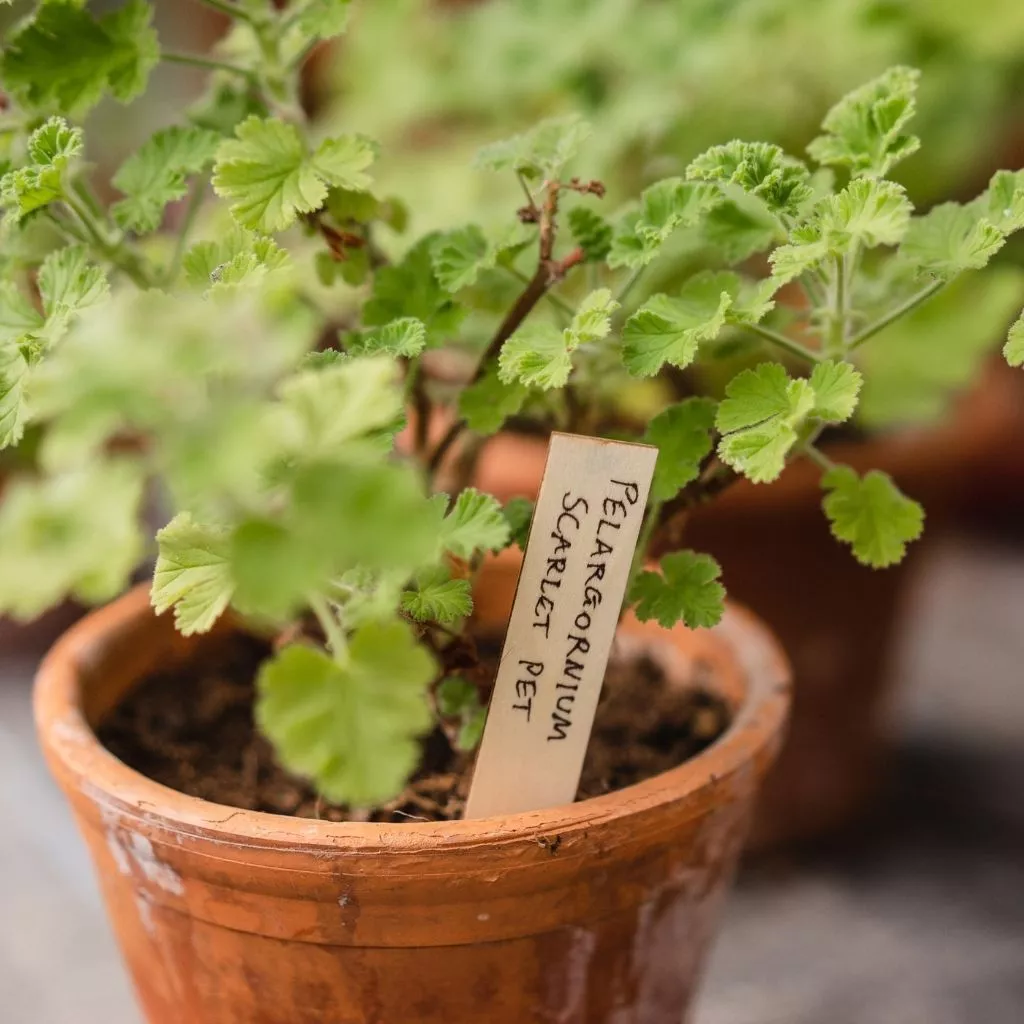 Gardman Wooden Plant Labels 6" 25pk - Image 2