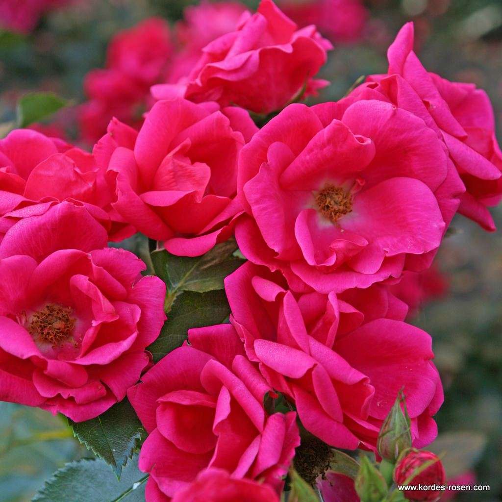 Gartnerfreude Ground Cover Rose 3 Litre