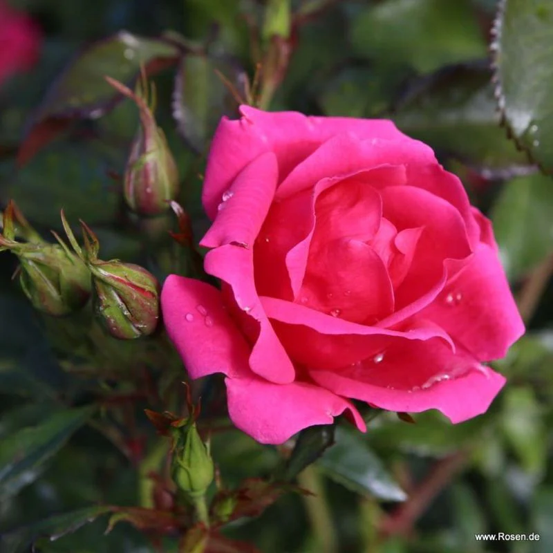 Gartnerfreude Ground Cover Rose 3 Litre - Image 2