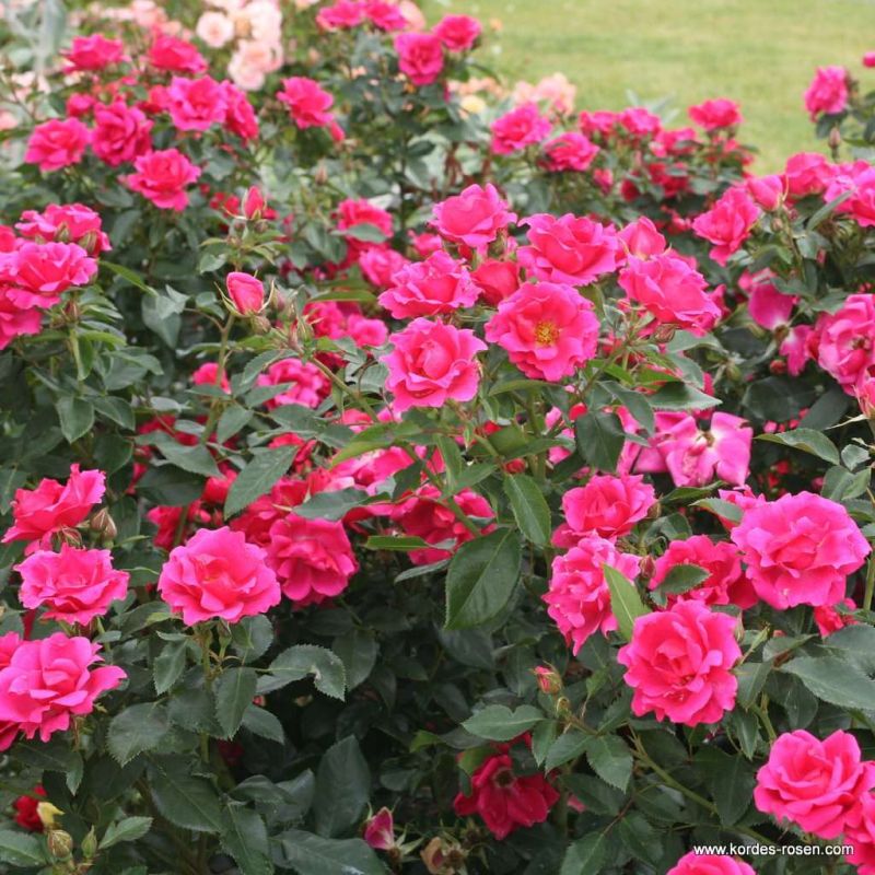 Gartnerfreude Ground Cover Rose 3 Litre - Image 3