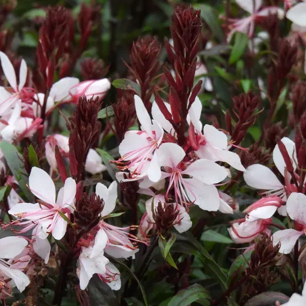 Gaura 'Gaudi Pink' 2L