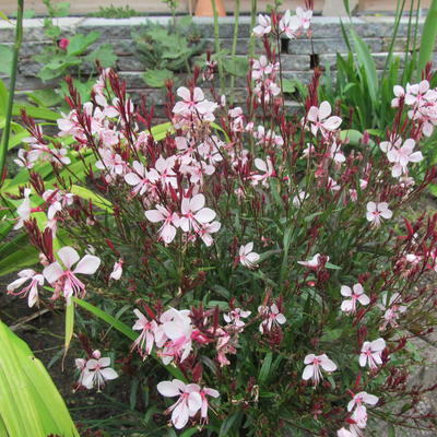 Gaura 'Gaudi Pink' 2L - Image 2