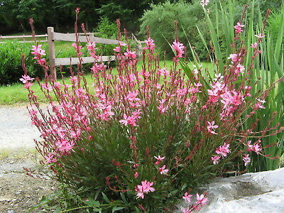 Gaura 'Gaudi Pink' 2L - Image 3