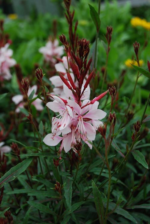Gaura 'Gaudi Pink' 2L - Image 4