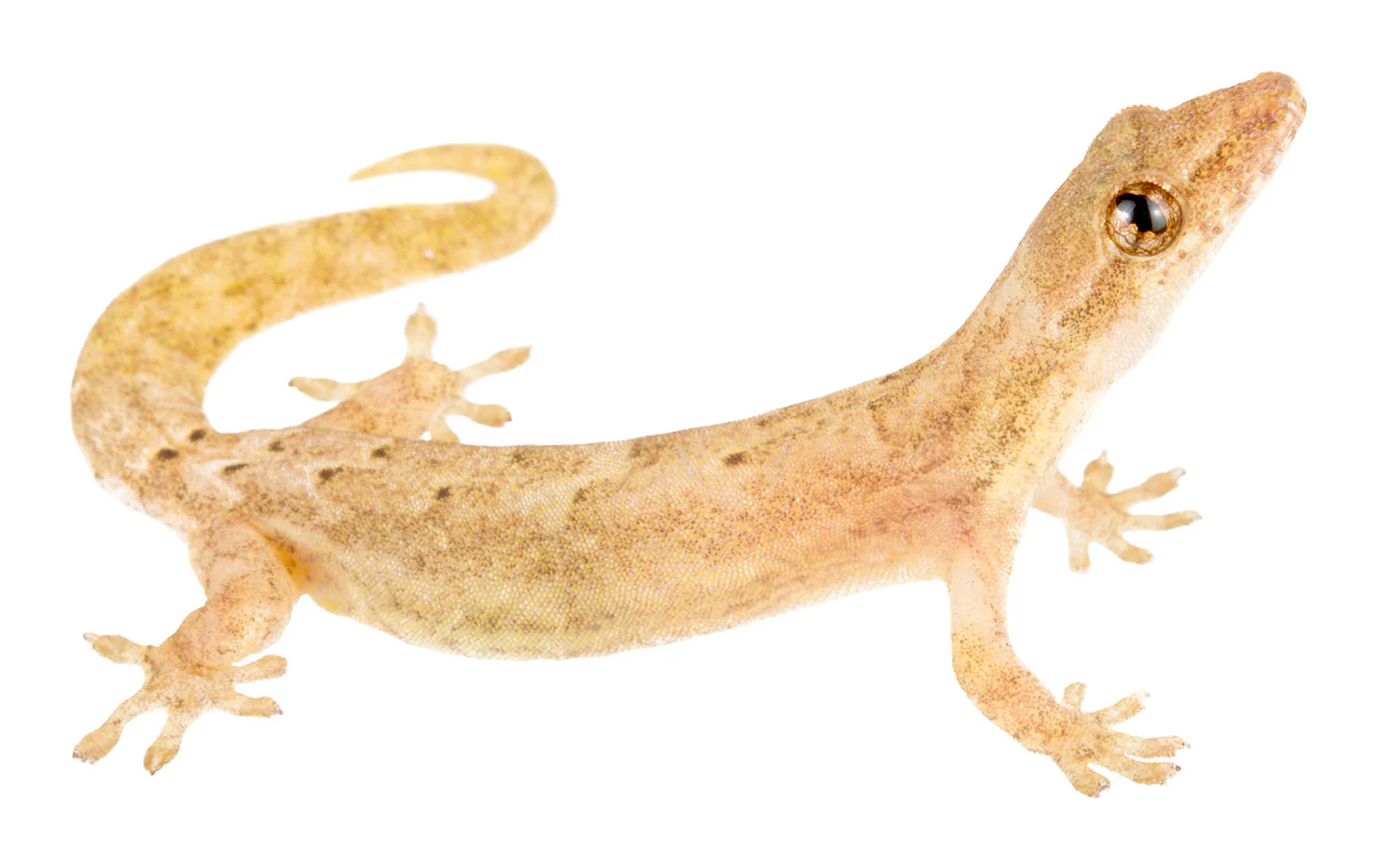 Gecko Mourning