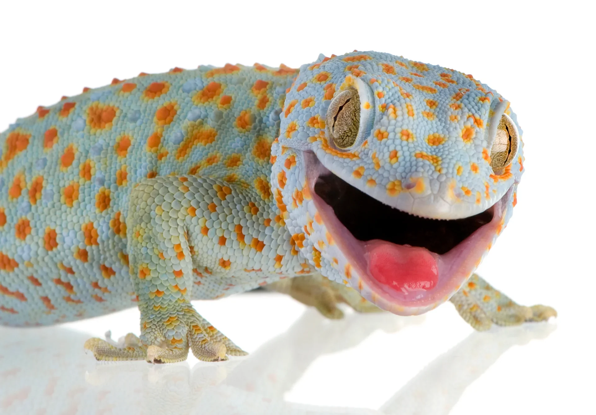Gecko tokay het calico
